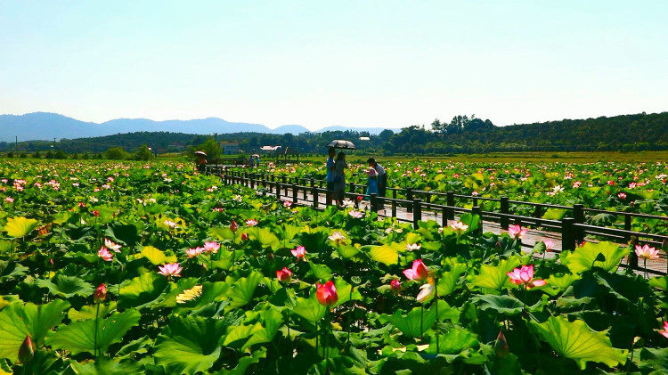 临澧:荷花飘香引客来 农旅融合富村民