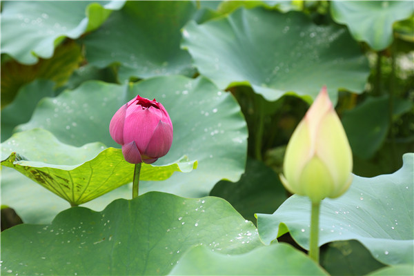 罕见的花莲品种.jpg